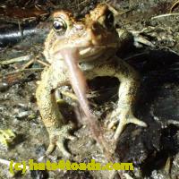 /home//u458753944/public_html/sourcegallery///////////Roxborough Toad Detour/2013-2019/2018/2018-04-28/small/P4280015.jpg